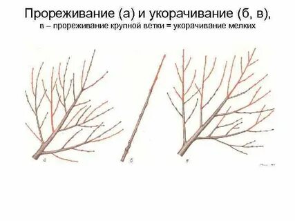 Прореживание