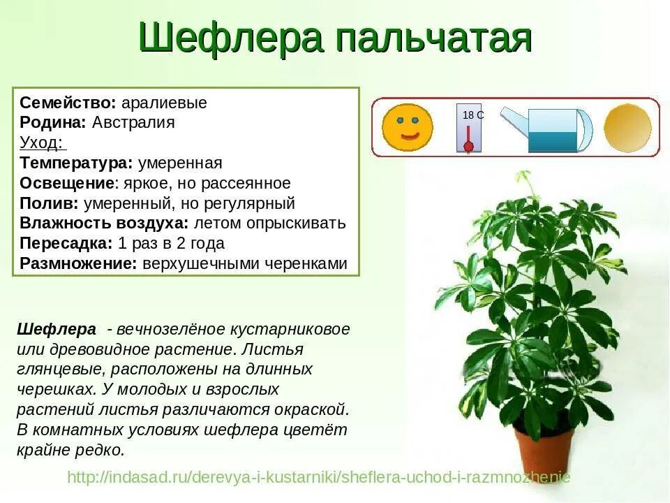 Это комнатное растение или уличное. Шеффлера крупнолистная. Фикус Шефлера. Шеффлера зонтичная зеленая. Шеффлера древесная.