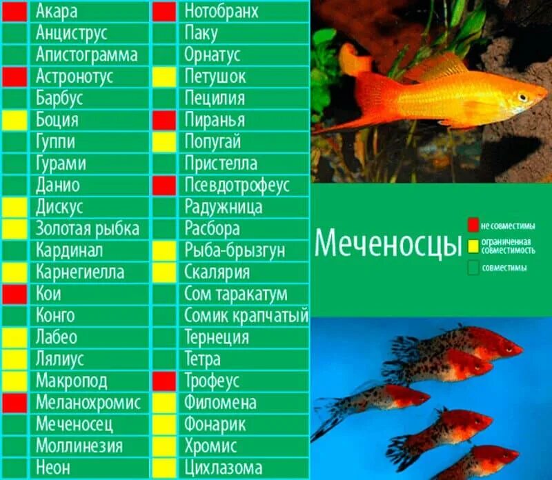 Продолжительность жизни рыбок. Меченосцы рыбки аквариумные совместимость с рыбками. Барбус рыбка аквариумная совместимость. Цихлиды аквариумные рыбки уживаются. Таблица совместимости пресноводных аквариумных рыбок.