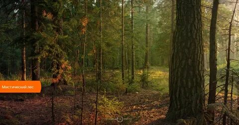 Forest text