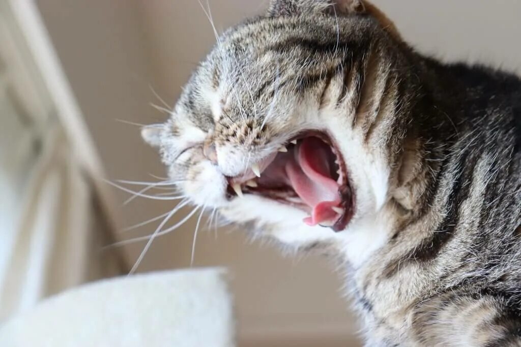 Почему коты начинают орать. Почему коты начинают орать