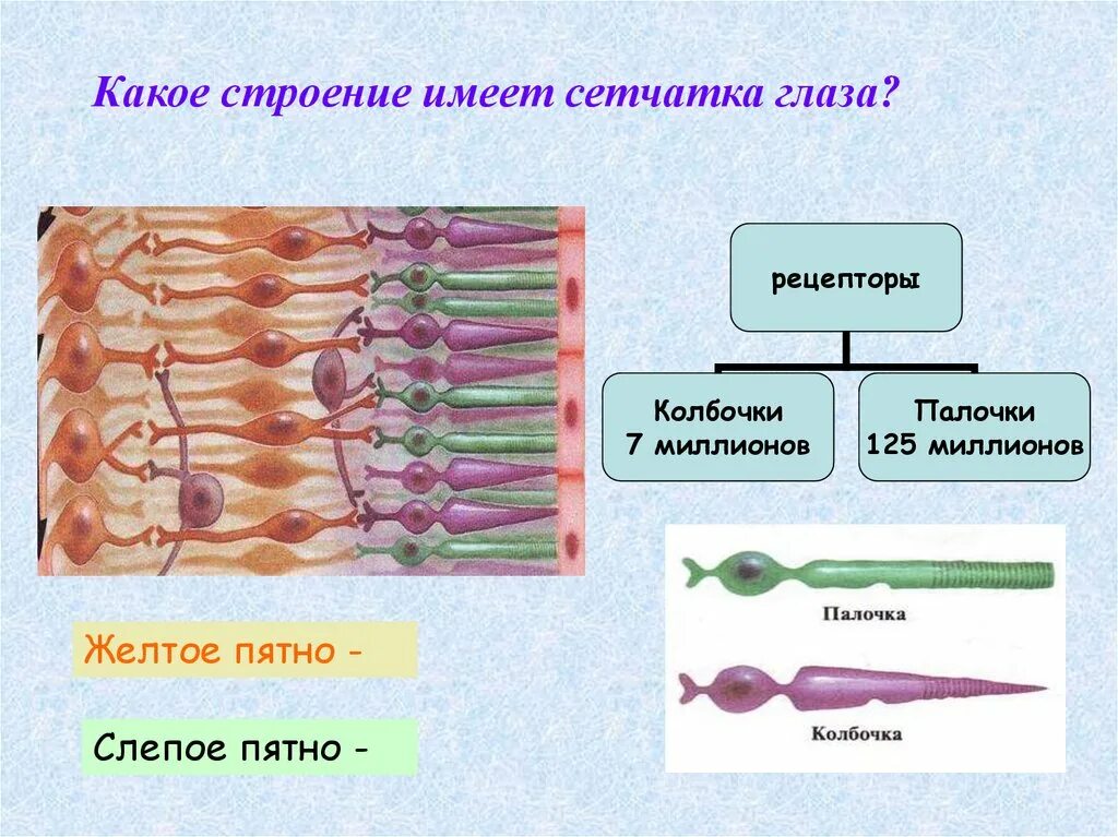 4 колбочки зрение. Зрительный анализатор палочки и колбочки. Рецепторы глаза палочки и колбочки. Строение палочки сетчатки. Палочки и колбочки в сетчатке человека.