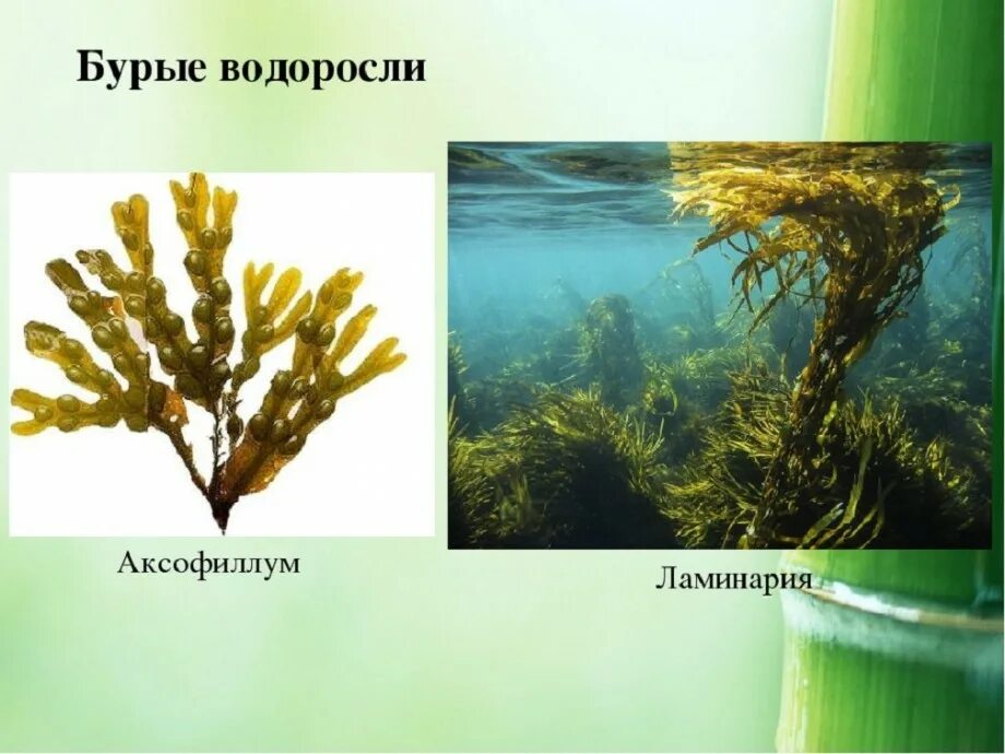 Почему водоросли назвали водорослями. Класс бурые водоросли ламинария. Ламинария зеленая водоросль. Однолетние бурые водоросли. Бурые водоросли представители ламинария.