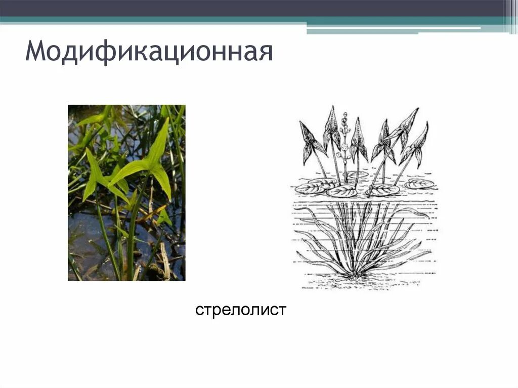 Модификационная изменчивость листьев. Стрелолист модификационная. стрелолист модификационная изменчивость. модификационная изменчивость стрелолистник. гетерофилия это модификационная изменчивость.
