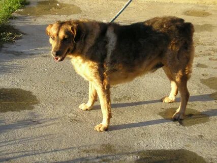 Файл dog