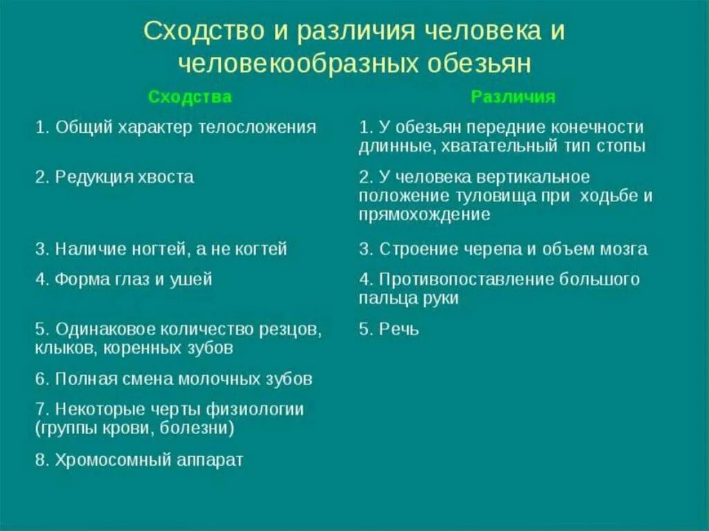 Признаки различия людей. Сходства и различия человека и животных. Человек и обезьяна сходства и различия. Сходства человека и животного. Сходства и различия человека и человекообразных обезьян.