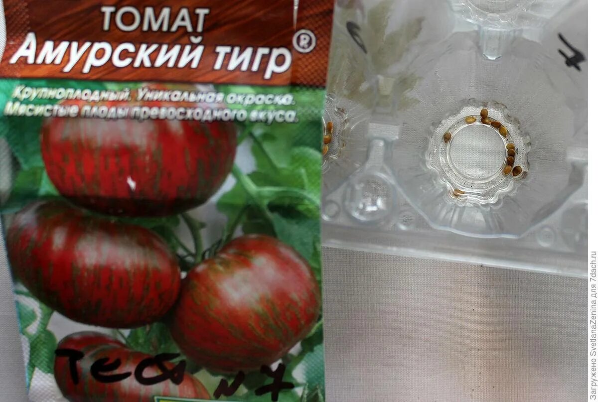 Томат тигр характеристика и описание сорта отзывы. Томат амурский тигр 20 шт аэлита. Розовый полуночный тигр томат. Томат амурский тигр розовый семена. Томат тигр характеристика и описание сорта отзывы.