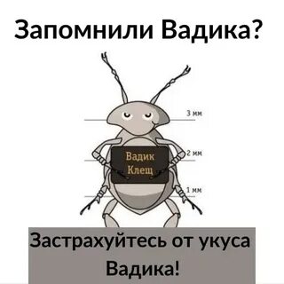 Страховка от клеща в новосибирске 2024 сколько