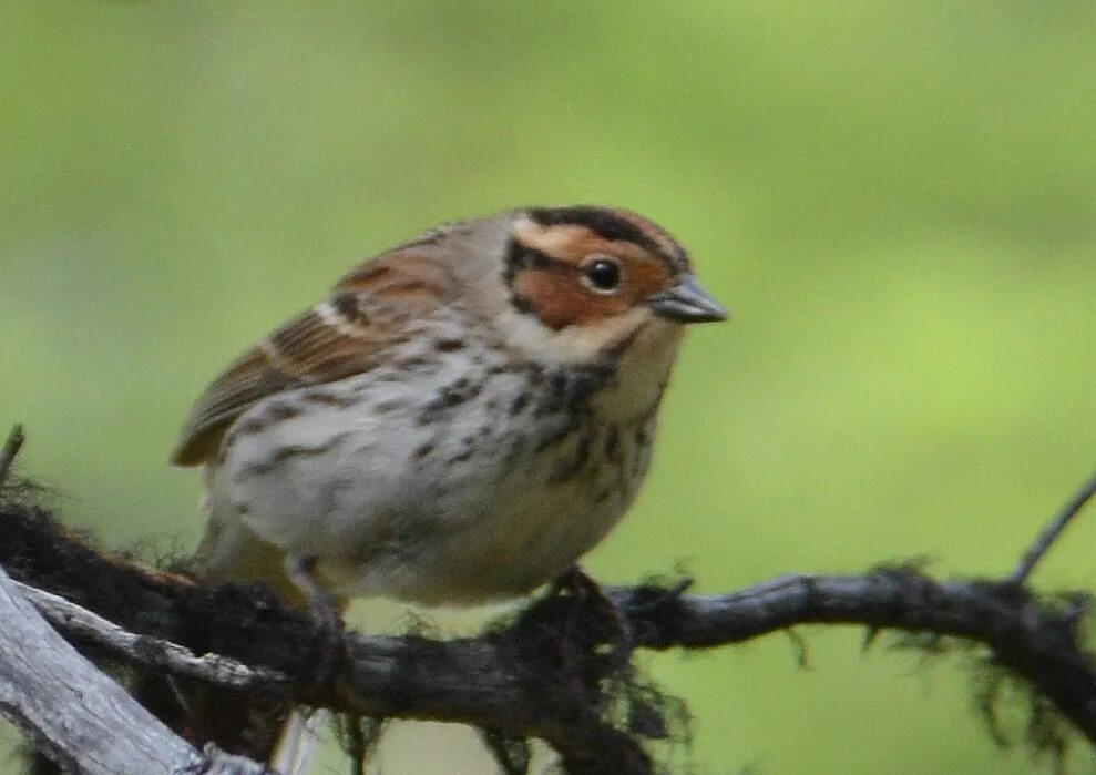 пестрогрудая овсянка. овсянка крошка. овсянка-крошка овсянковые. овсянка крошка. краснохолмская овсянка.