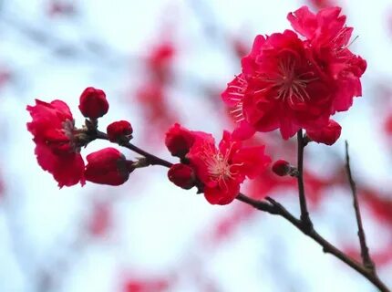 Sakura red