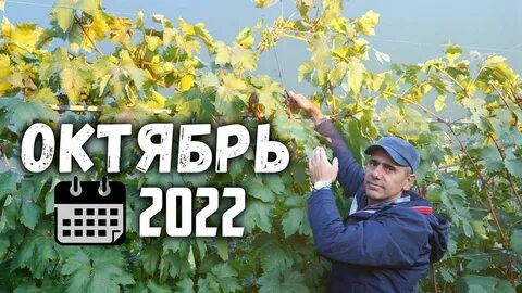 Алверцян виноград