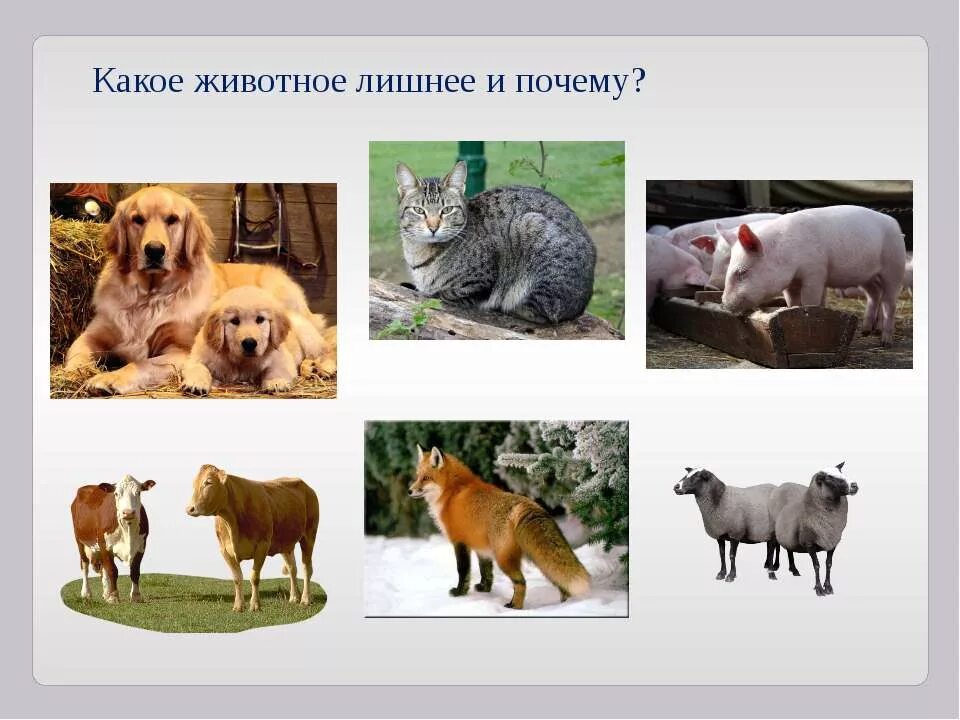 1 домашним животным была