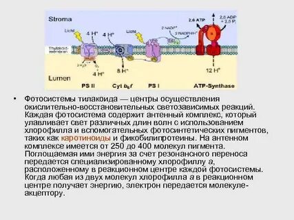 На 1 этапе молекулы
