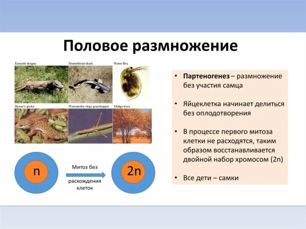 Размножение на организменном уровне. Организменный уровень это в биологии. Организменный уровень общая характеристика. Особенности организменного уровня. Контрольная работа по биологии 9 организменный уровень