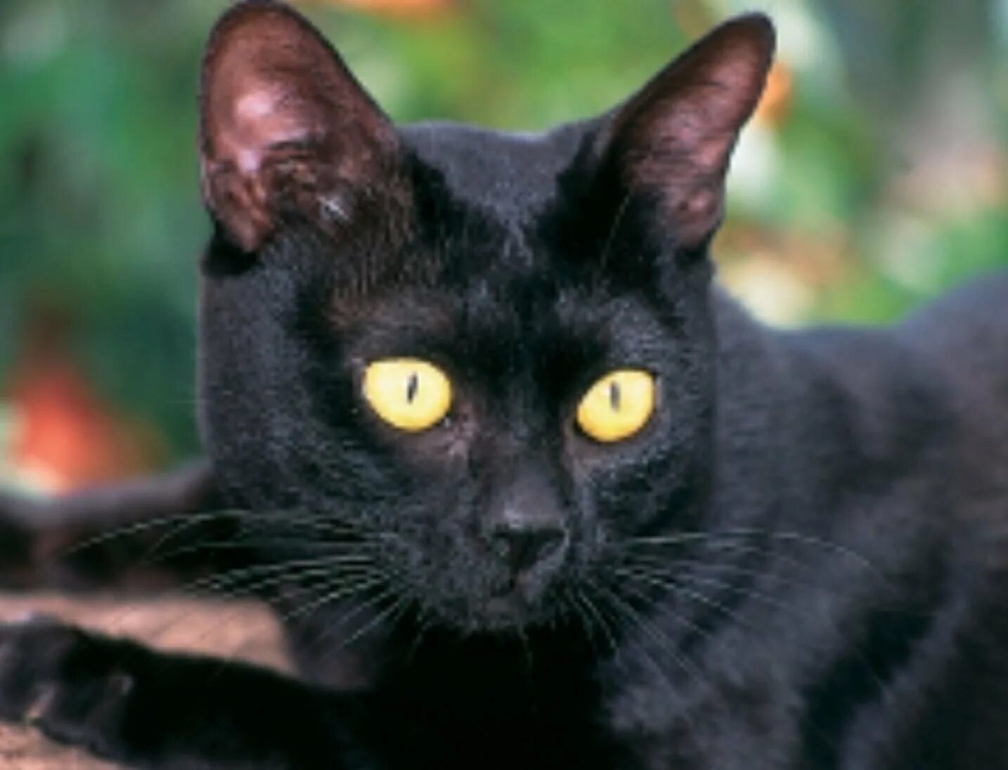 Порода кошек с черными глазами. Бомбейская черная кошка. Британская Бомбейская кошка. Чёрная кошка порода Бомбейская. Бомбейская пантера.