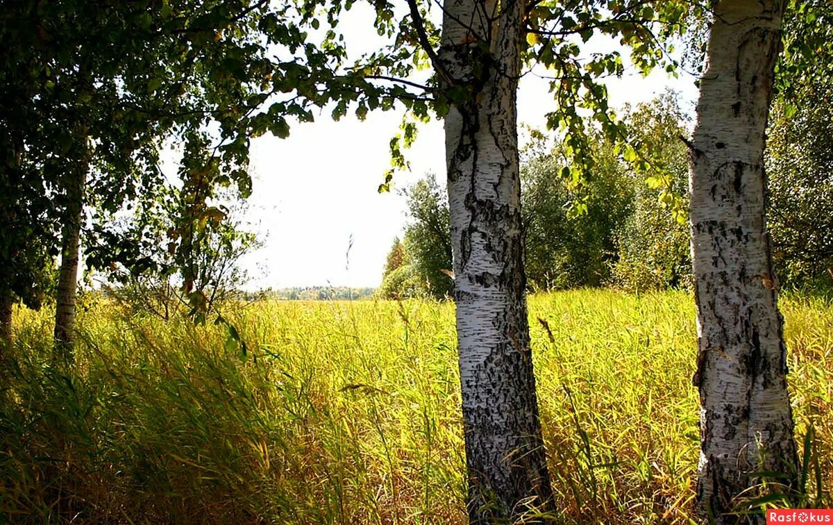 Две березы. Под березой. Одинокая береза. Береза в поле. Березки второй