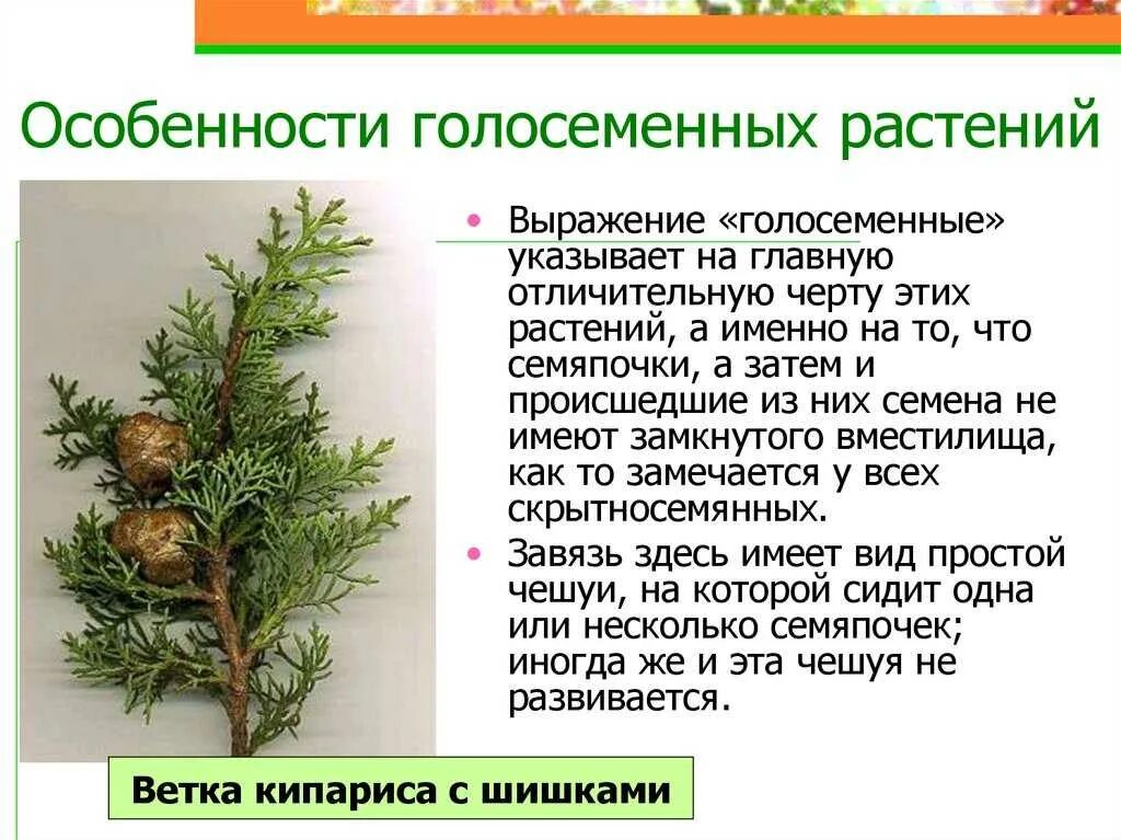 Хвойные растения и их значение. Характеристика голосеменных. вымершие голосеменные растения. интегумент у голосеменных. строение голосеменных можжевельник.