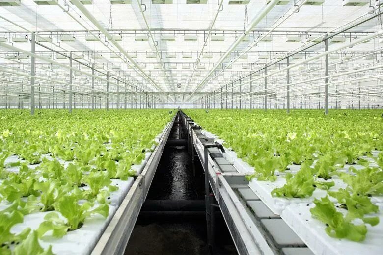 гбу озеленение ульяновский совхоз. измайловский совхоз декоративного садоводства. теплицы совхоза московский. совхоз измайловский на 16 парковой. вакансии совхоза московский.