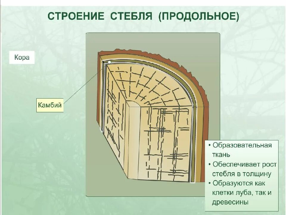 Внутреннее строение стебля функции. Строение стебля. Внутреннее строение стебля. Строение сердцевины стебля. Внешнее и внутреннее строение стебля.