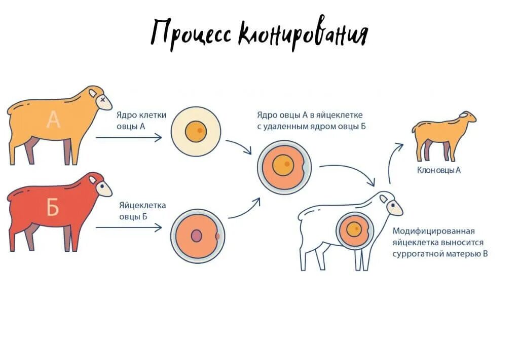 Процесс клонирования овечки Долли. Овечка Долли схема клонирования. Схема клонирования овцы Долли. Клонирование Долли схема. Как получили клона