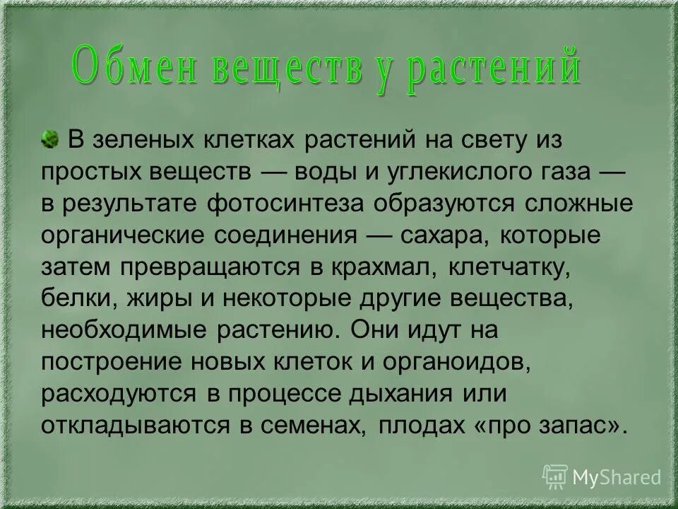 фотосинтез это в биологии. фотосинтез что образуется. в клетках зеленых растений на свету образуются. в процессе фотосинтеза происходит. схема отражающая процесс фотосинтеза.