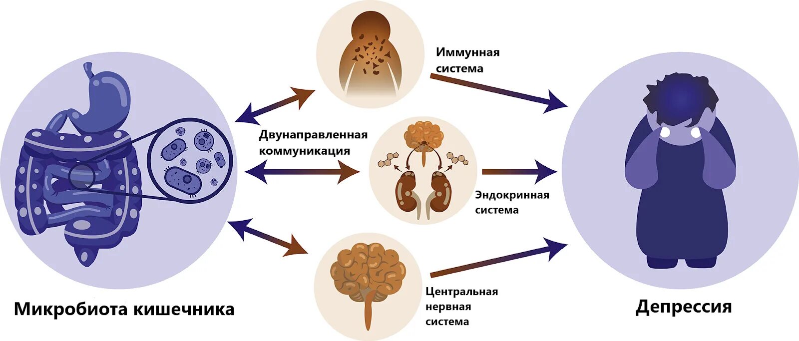 Эндокринная и иммунная система. Ось кишечный мозг микробиота. Ось микробиом кишечник мозг. Микробиота-кишечник-мозг. Микробиота и депрессия.