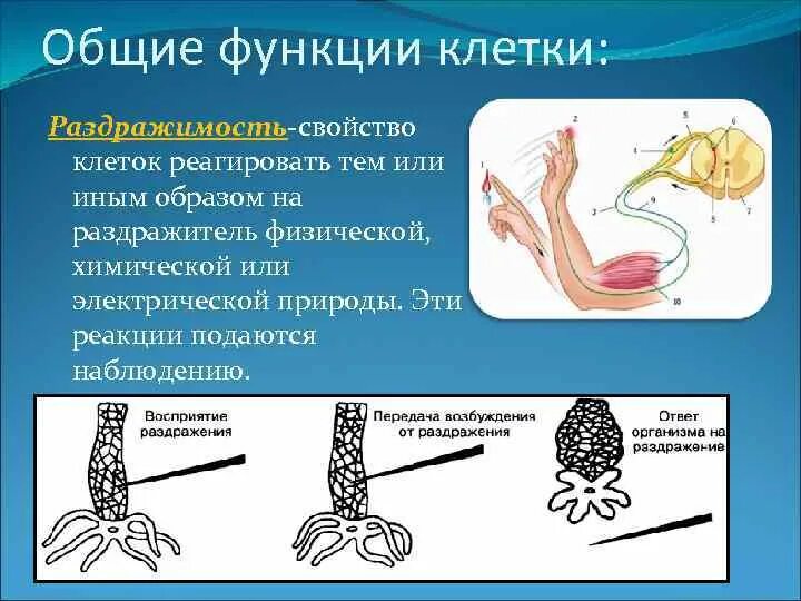 Раздражимость клетки. Процесс раздражимости клетки. Проявления раздражимости клетки. Реакция клетки на внешние раздражители. Ответная реакция организма на воздействие раздражителей