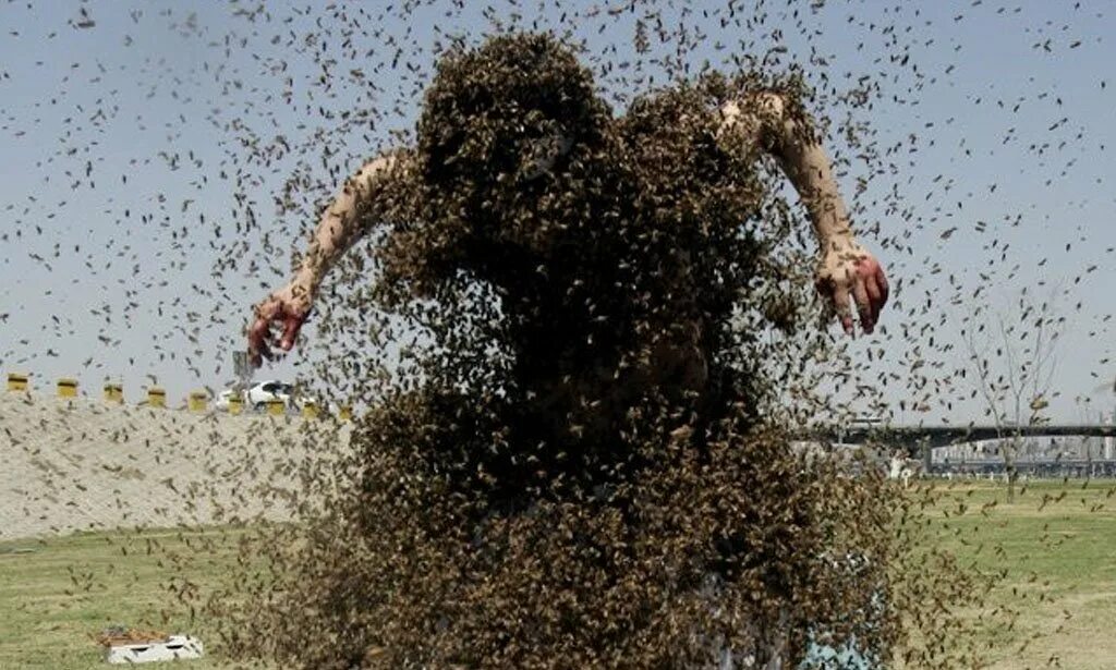 The swarm flock of bees that had. Стая шершней. bee swarm фото предметов. swarm of bees. swarm.