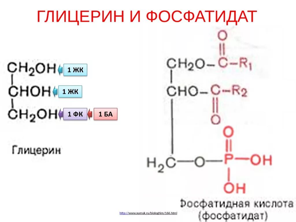 Фосфатидная кислота строение. Реакция образования фосфатидной кислоты. Фосфатидная кислота биохимия. Фосфатидная кислота в диацилглицерол. Глицерин какая кислота