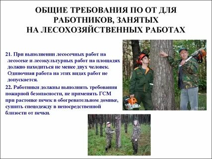 Аттестация лесосек