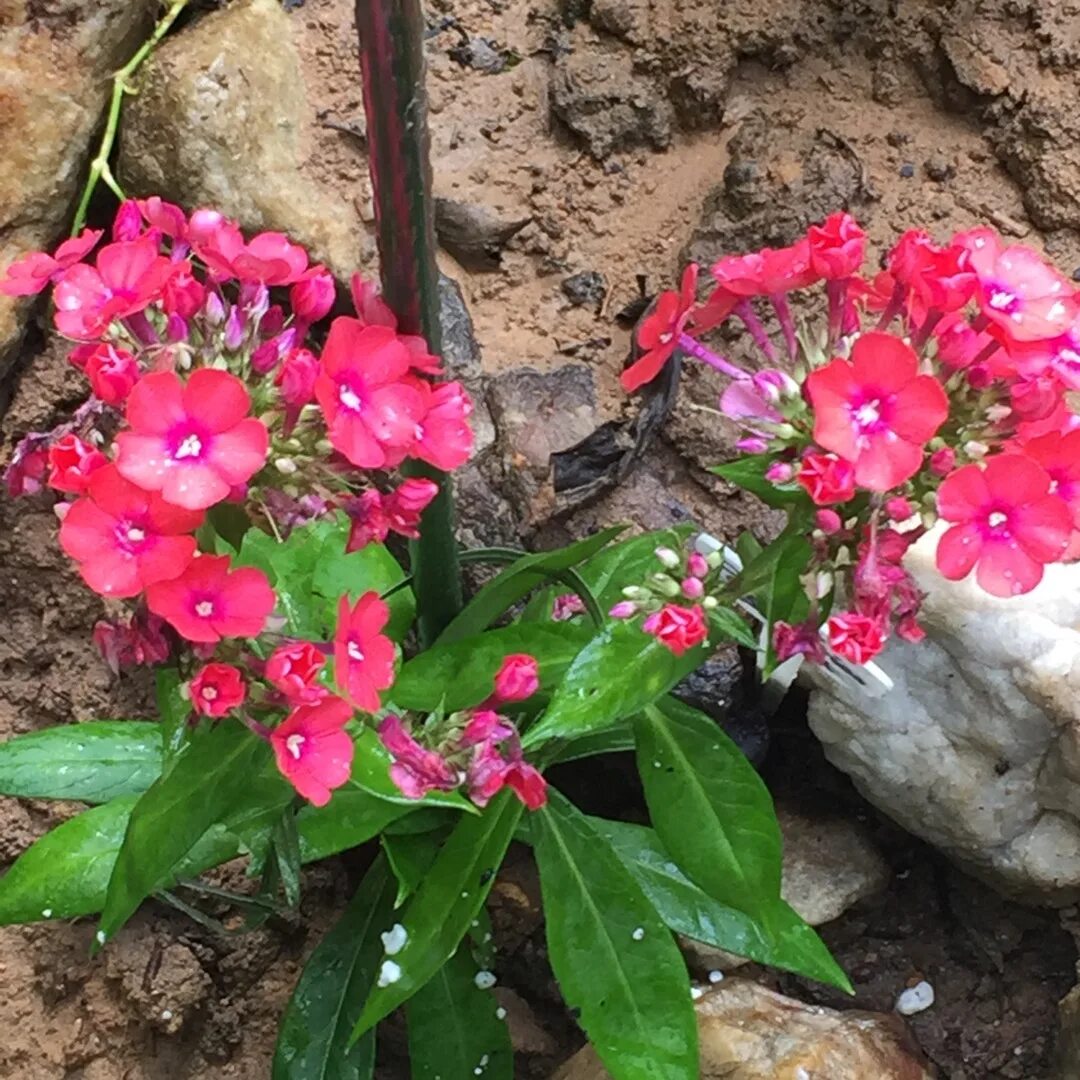 Флокс перфекшн фото. Флокс метельчатый оранж. Флокс метельчатый оранж Перфекшн. Флокс метельчатый 'Orange perfection'. Флокс метельчатый оранж Перфекшион.