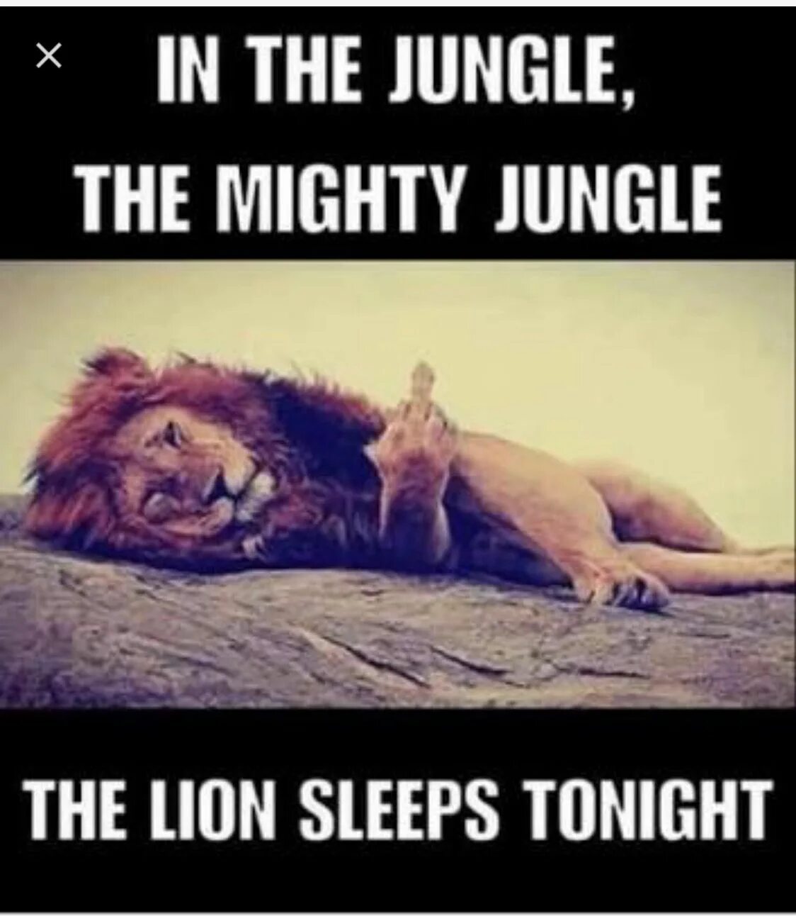 In the Jungle the Mighty Jungle the Lion Sleeps Tonight. In the Jungle the Mighty Jungle. In a Jungle Lion Sleeps Tonight. The Lion Sleeps Tonight Мем. In the jungle текст