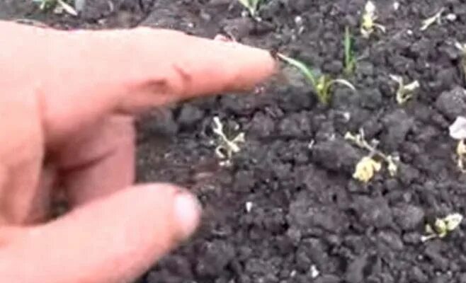 Обработка моркови керосином. Прополка моркови. морковь в грядке только взошла. прополка моркови керосином. как выглядит морковка когда всходит.