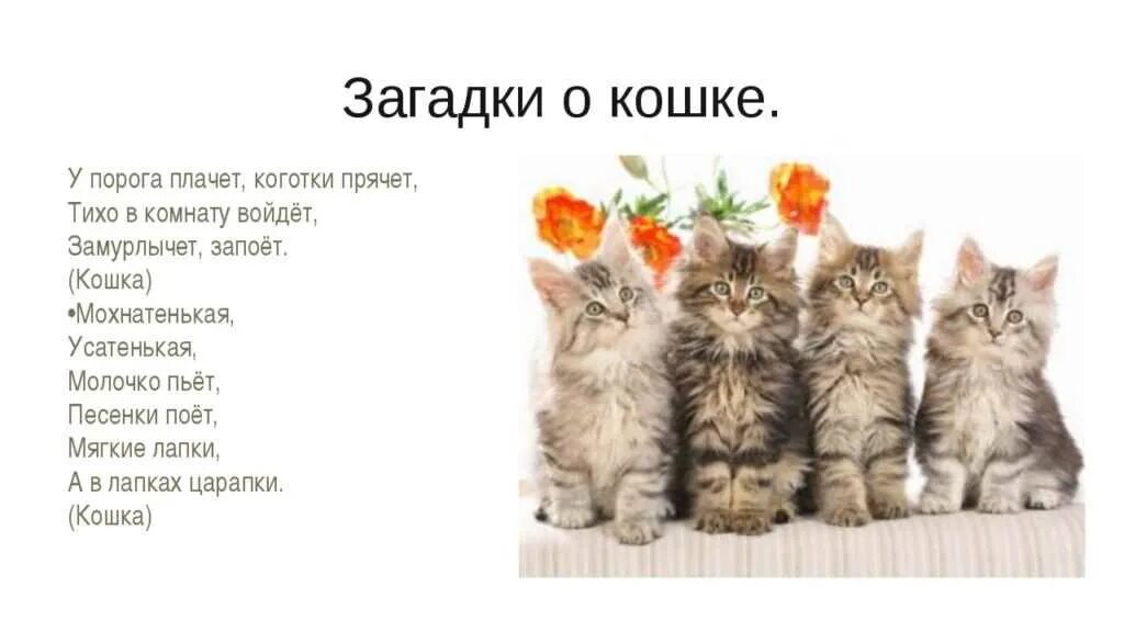 Какой котик ответ