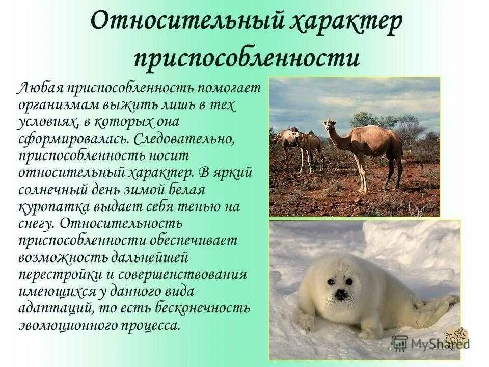 Приспособленность свойство живого. Приспособительные свойства организмов. Условия почвенной среды обитания. Приспособительные свойства организмов. Приспособленность ежа.