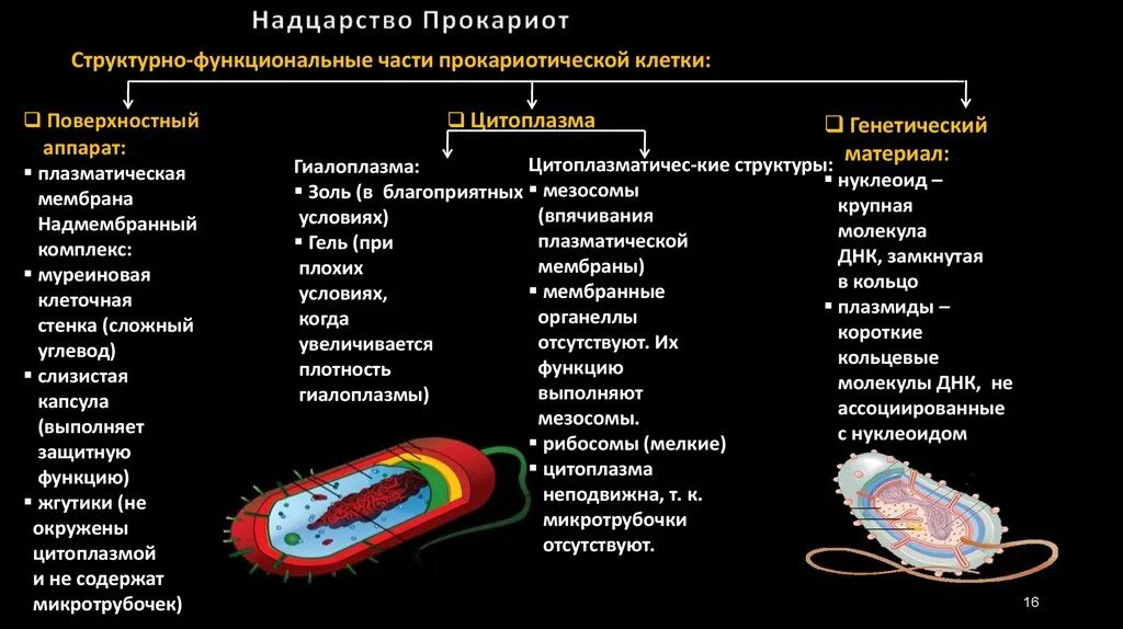 Появление прокариотической клетки. Надмембранный комплекс прокариотической клетки. Классификация прокариотической клетки. Царство прокариоты микробиология. Надцарство прокариоты.