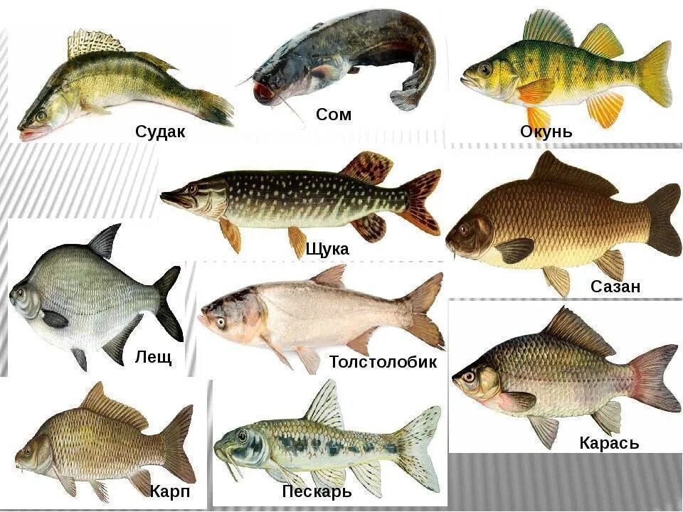 Окунь Линь карась пескарь. Окунь щука Карп карась сом лещ Ерш. Лещ Карп сазан. Карась, щука, угорь, Судак, окунь. Хищные пресноводные рыбы список