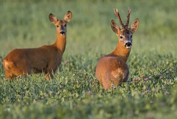 олень и косуля чем отличаются. косуля и олень в чем разница.