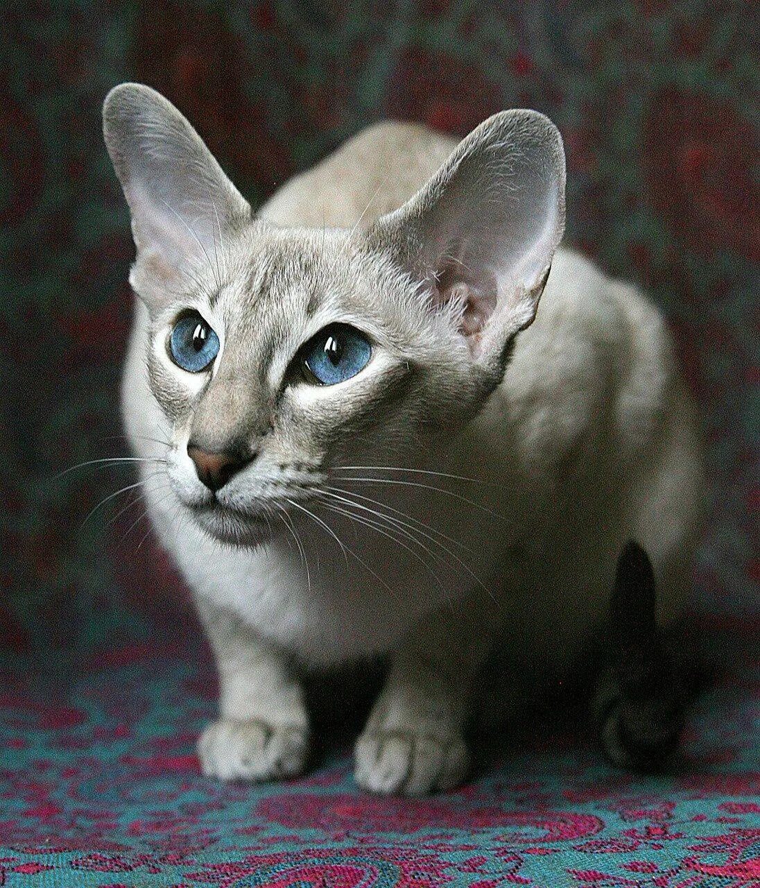Ориентальная кошка. Ориентальная короткошерстная. Кот породы Ориентал. Ориентальная Восточная короткошерстная кошка.