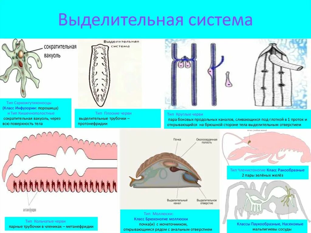 Развитие систем органов у червей. Выделительная система круглых червей 7 класс. Экскреторная система круглых червей. Выделительная система Тип плоские черви 7 класс. Выделительная система плоских круглых и кольчатых червей.