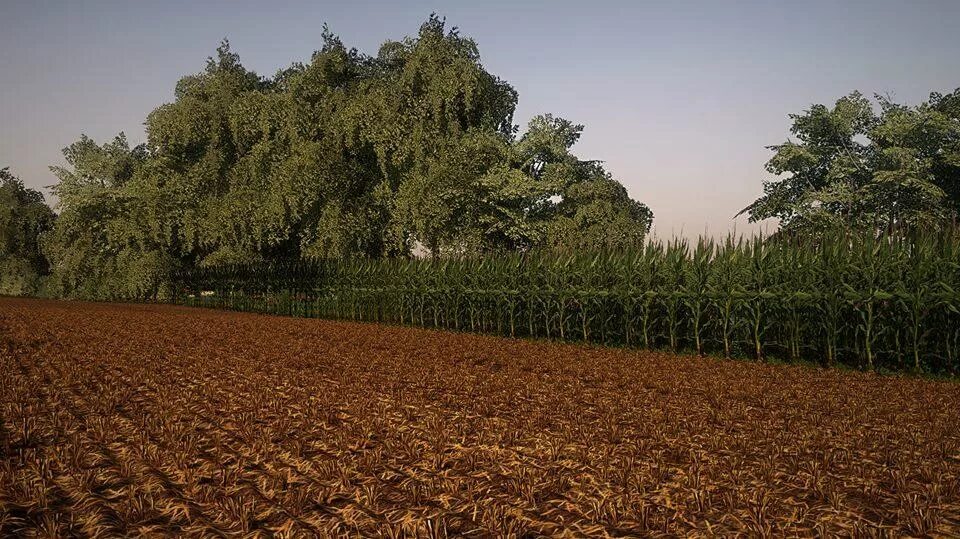 Fields 5