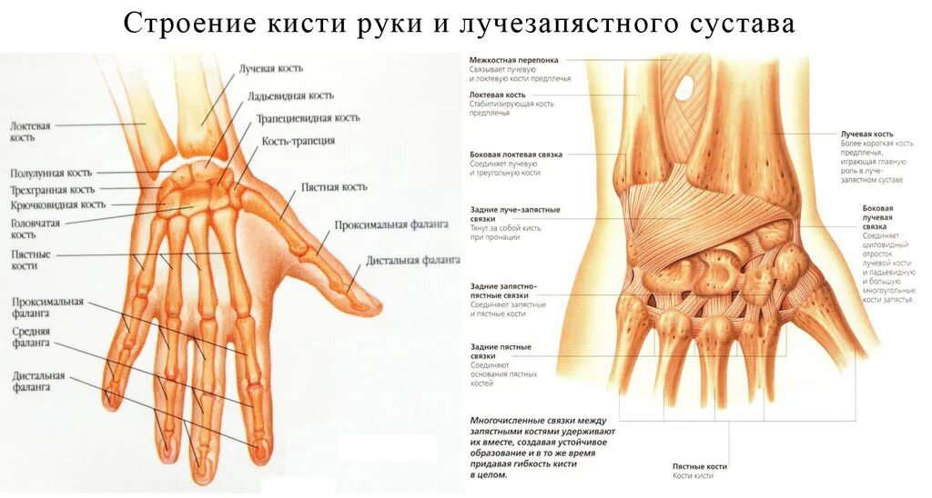 Где находится запястье руки у человека фото