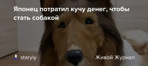 Японец стал собакой правда или