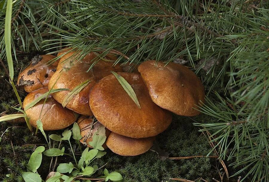 Осенние грибы маслята. Грибы маслята. Сосновые грибы маслята. Маслята Таежные. Маслята в Сосновом лесу.