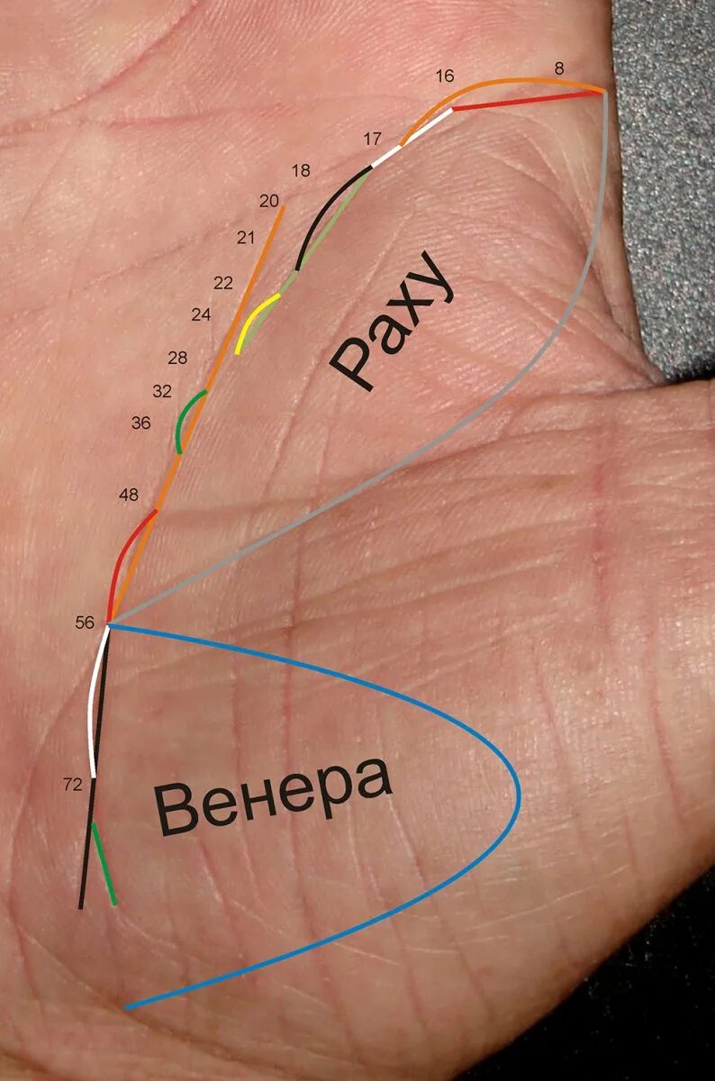 По какой руке смотрят. Линия жизни. Линия жизни на ладони. Хиромантия линии на линии жизни. Линия жизни на руке Возраст.