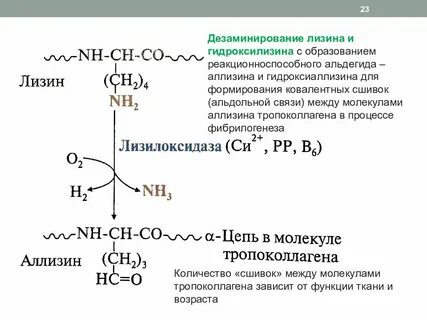 Для чего нужен лизин