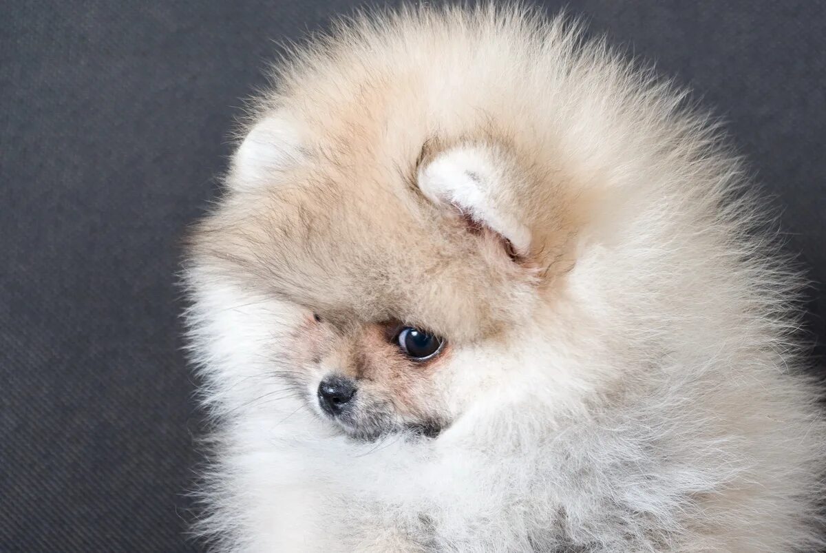 щенки шпицев пермь. щенок немецкого шпица 2 месяца. щенки шпицев пермь. ваш шпиц прелестный шпиц.