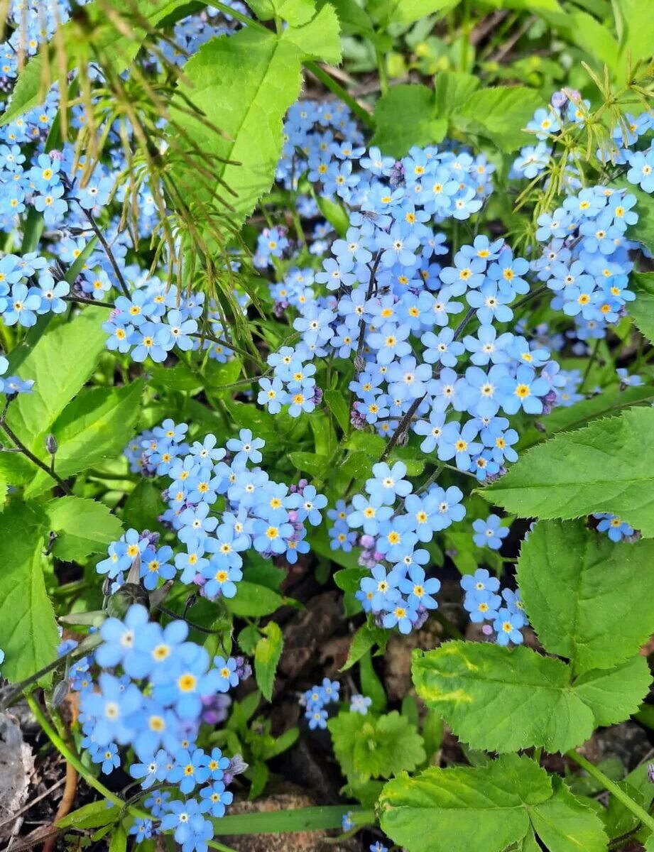 Незабудка Полевая (Myosotis arvensis). Незабудка стелющаяся. Незабудка стелющаяся многолетняя. Незабудка почвопокровная. Незабудка похожие