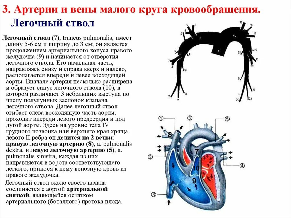 В легочной артерии содержится. Легочный ствол и легочная артерия. размер ствола легочной артерии в норме. промежуточная ветвь правой легочной артерии. диаметр ствола и ветвей легочной артерии в норме.