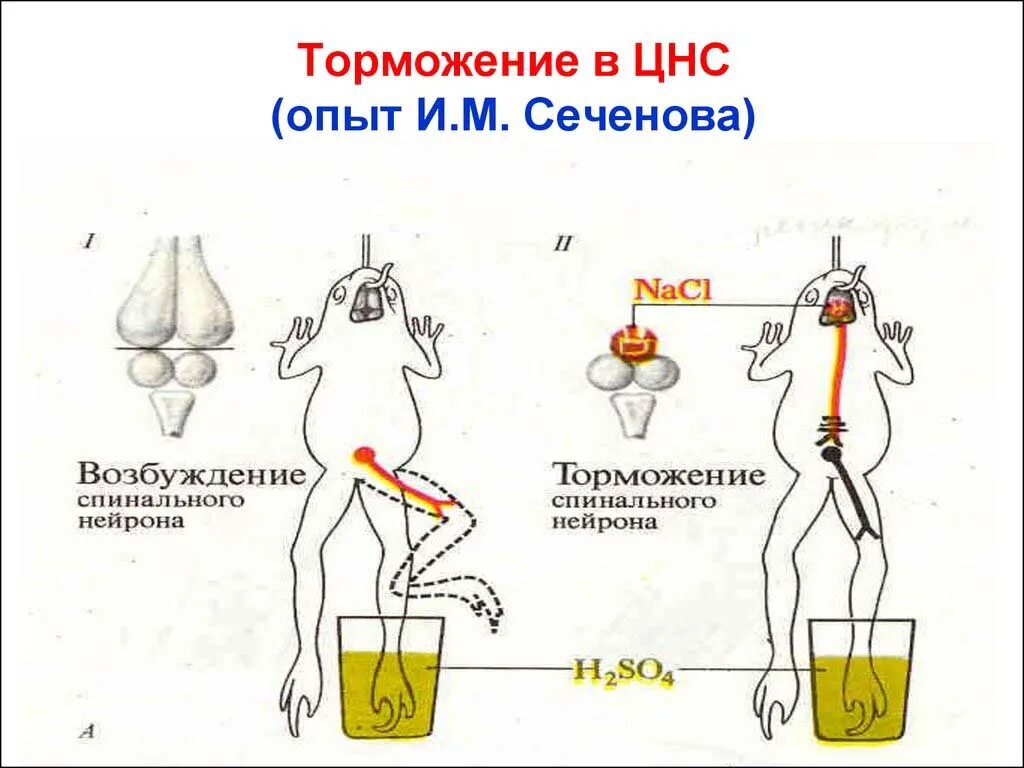 Торможение рефлексов опыт Сеченова. Опыт Сеченова торможение в ЦНС схема. Центральное торможение Сеченова схема. Торможение рефлексов опыт и.м Сеченова.